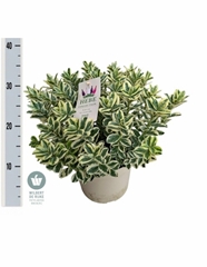 Hebe Katrina 23Ø 40cm