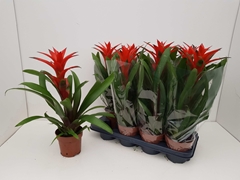 Guzmania Amoretto 14Ø 60cm