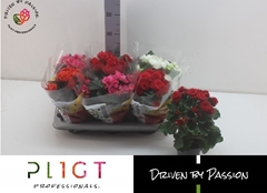 Begonia Double Mix 14Ø 35cm
