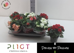 Begonia Double Mix 14Ø 31cm