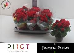 Begonia Double Halo 14Ø 35cm