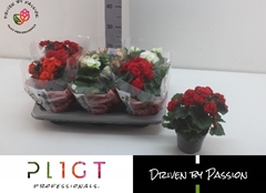 Begonia Double Mix 14Ø 31cm