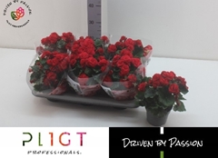 Begonia Double Halo 14Ø 28cm