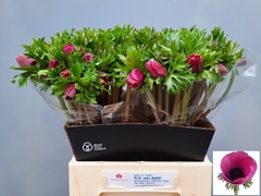 Anemone Coronaria Marianne Orchid 40cm