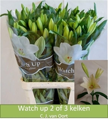 Lily Lf Watch Up 90cm 3+