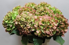 Hydrangea Verena Classic 60cm 18-20cm Hd