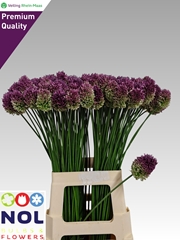 Allium Sphaerocephal 75cm
