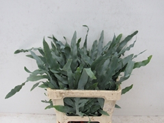 Cyrtomium Fortunei 50cm