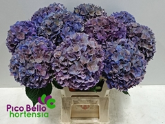 Hydrangea Rodeo Red Classic 60cm 16-18cm Hd