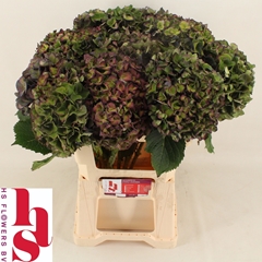 Hydrangea Mon Amour Classic 60cm 16-18cm Hd