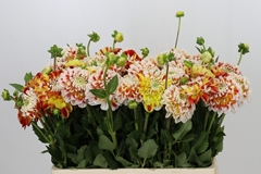 Dahlia Jowey Fantasy 50cm