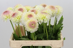 Dahlia Jowey Venite 55cm
