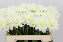Dahlia Karma Maarten Zwaan 60cm