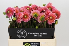 Dahlia Pink Runner 55cm