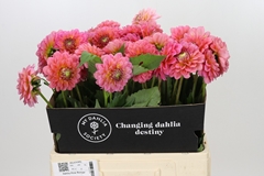 Dahlia Pink Runner 55cm