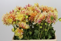 Dahlia Tyrel 55cm