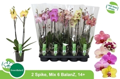 Phalaenopsis Mix 6 Colours 12Ø 55cm 2st
