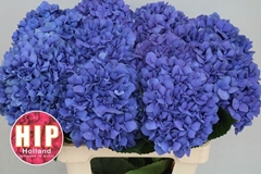Hydrangea Pimpernel 60cm 16-18cm Hd