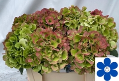 Hydrangea Verena Classic 40cm 13-15cm Hd