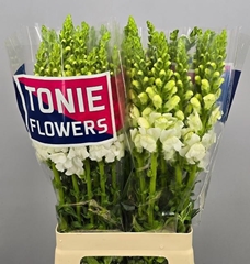 Antirrhinum Maryland White 70cm