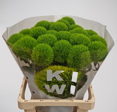 Dianthus Barb Kiwi Mellow 60cm
