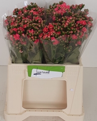 Kalanchoe Sensual Pink Meadow 35cm