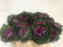 Brassica Red Crane 50cm