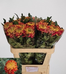 Chrysanth Single Hanenburg 80cm 130gr.