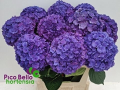 Hydrangea Royal Anastasia Blue 80cm 18-20cm Hd