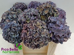 Hydrangea Rodeo Red Classic 50cm 14-16cm Hd