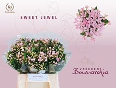Bouvardia Single Sweet Jewel 40cm