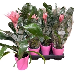 Aechmea Fasciata Primera 12Ø 45cm