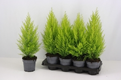 Cupressus Goldcrest Wilma 14Ø 50cm