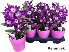 Dendrobium Nobile Cultivars 12Ø 35cm 1st