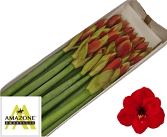 Hippeastrum Ferrari 70cm