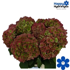 Hydrangea Verena Classic 50cm 15-17cm Hd