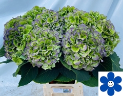 Hydrangea Verena Blue Classic 65cm 18-20cm Hd