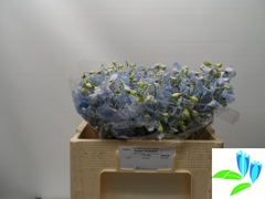 Delphinium Single Ballkleid 50cm