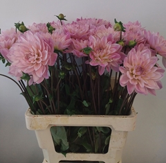 Dahlia Karma Prospero 60cm