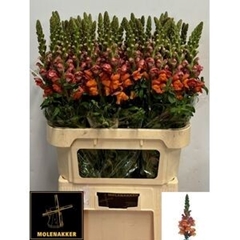 Antirrhinum Avignon Deep Orange 75cm