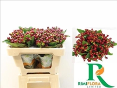 Hypericum Magical Cherry 50cm