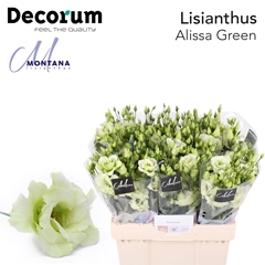 Eustoma Double Alissa Green 60cm