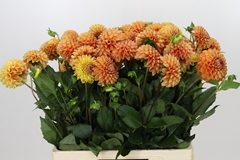 Dahlia Cornel Bronze 60cm