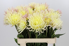 Dahlia Spider Zalm 60cm