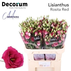 Eustoma Double Rosita Red 60cm