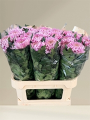 Chrysanth Single Hornbill 80cm 125gr.