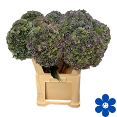 Hydrangea Royal Parade Classic 80cm 22-24cm Hd