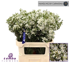 Chamelaucium Ofir 80cm 50gr.