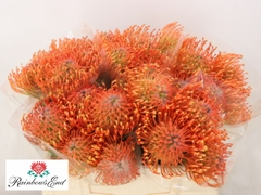 Leucospermum Ayoba Mandarin Zest 35cm