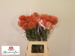 Leucospermum Ayoba Mandarin Zest 70cm